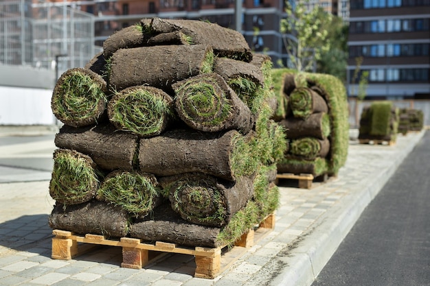 A lawn with rolled grass in closeup is ready for laying a rolled lawn on a pallet