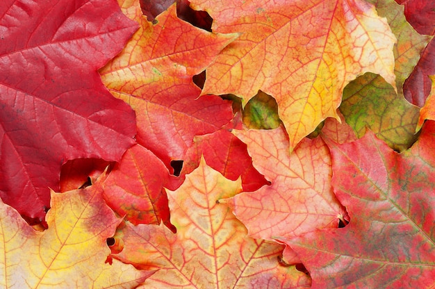 Layer of bright autumn leafs of maple