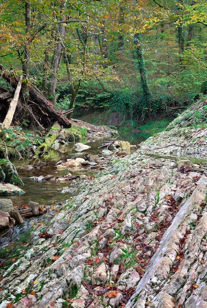 Layered rocks along the Agura river among green trees Sochi Russia 2021