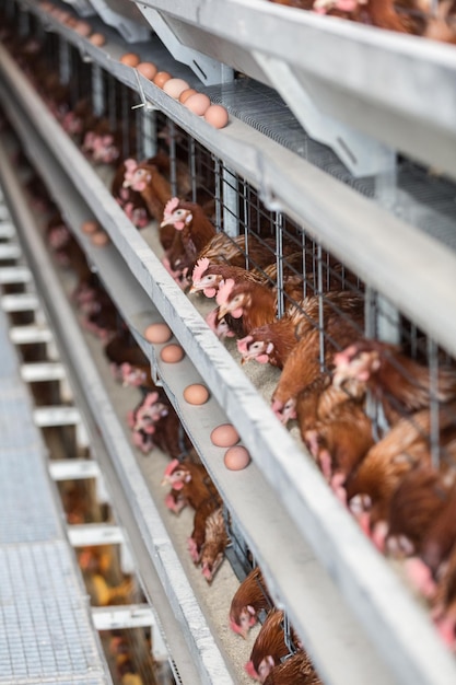 Laying hens on a poultry factory