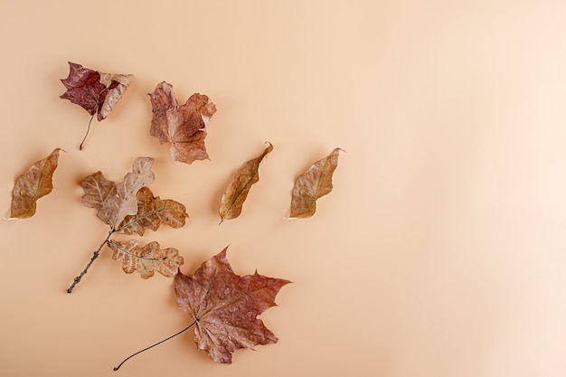 Layout from autumn leaves and flowers