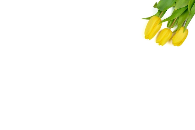 The layout is yellow tulips isolated on a white backgroundCopy space