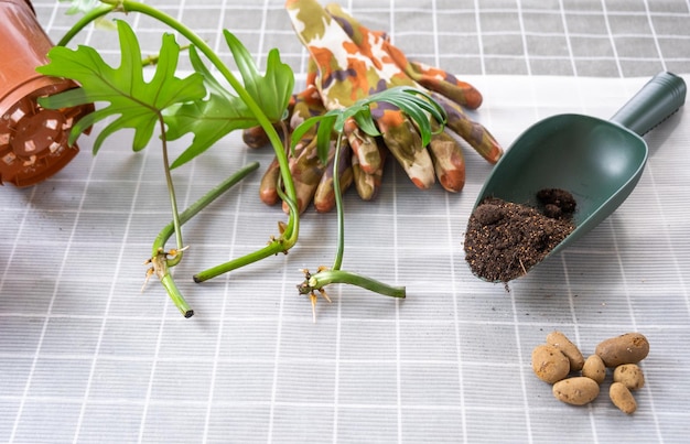 Layout on the table of a philodendron sprout with roots and equipment for planting domestic plants