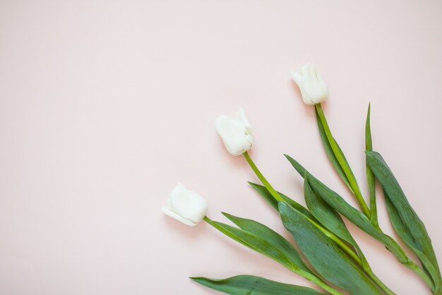 Layout with delicate white tulips on a light pink