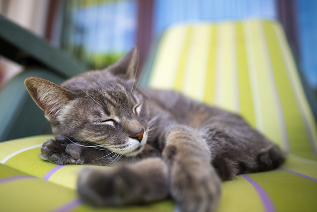 Lazy domestic gray cat lying on one side and napping twisted