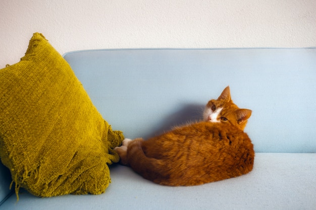 Lazy red cat lies on blue sofa with yellow pillow