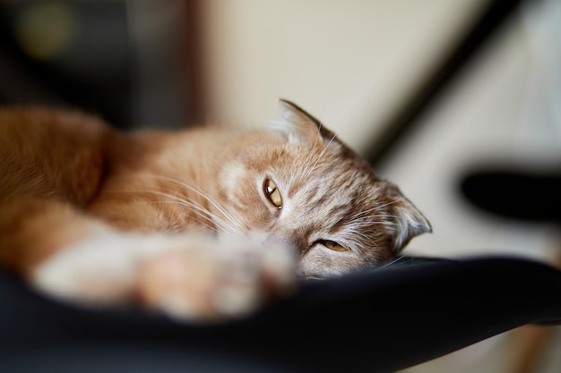 Lazy Scottish Fold cat relaxing on chair in modern living room at home beautiful domestic animal