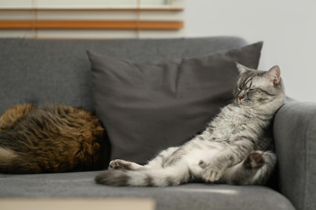 Lazy tabby cats are sleeping on comfortable couch with a funny gesture Domestic life animals concept