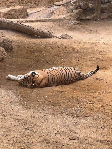 Photo lazy tiger