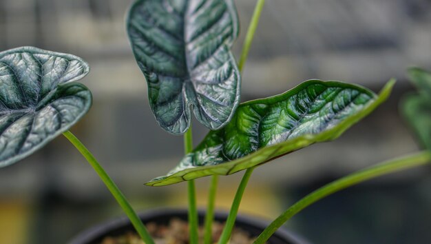 Leaf of alocasia dragon scale foliage house plants gardenin