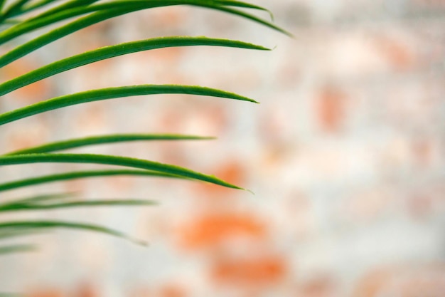 Leaf of an artificial palm tree