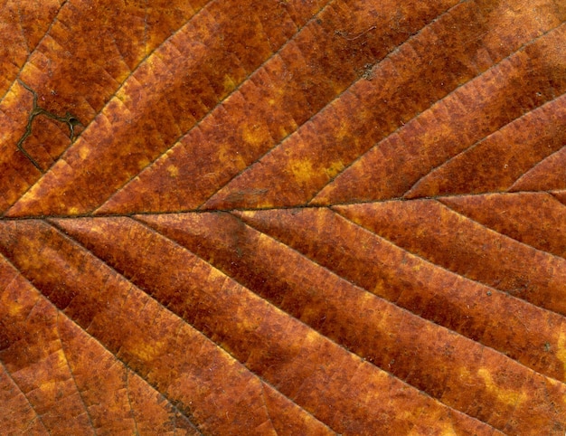 Leaf autumn background