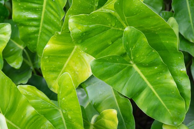 Leaf background with raindrops