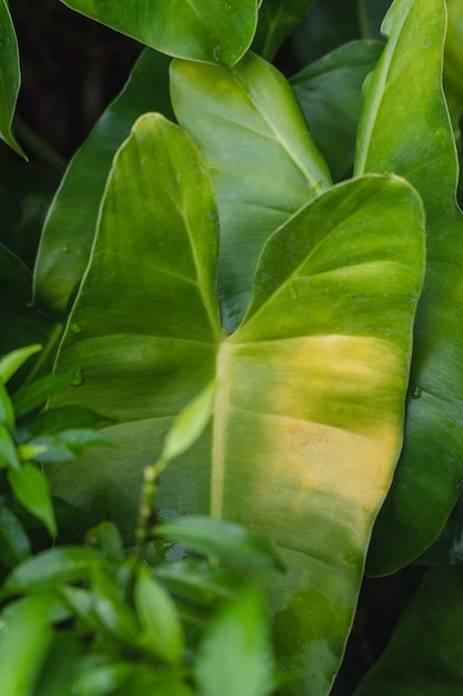 Leaf background with raindrops