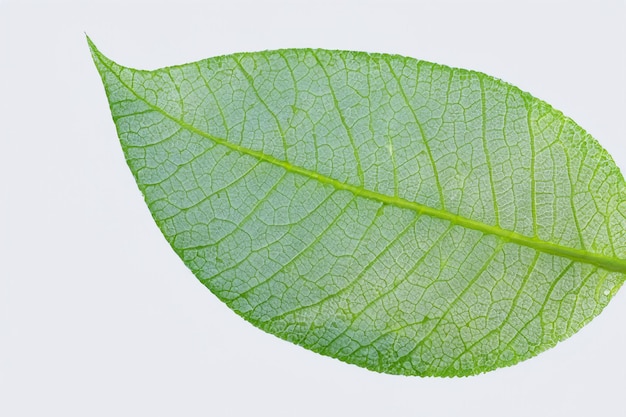 Leaf Background