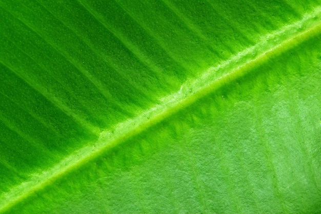 Leaf background