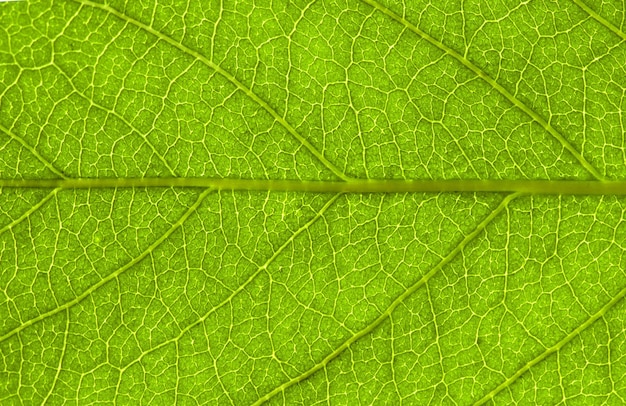 Leaf background