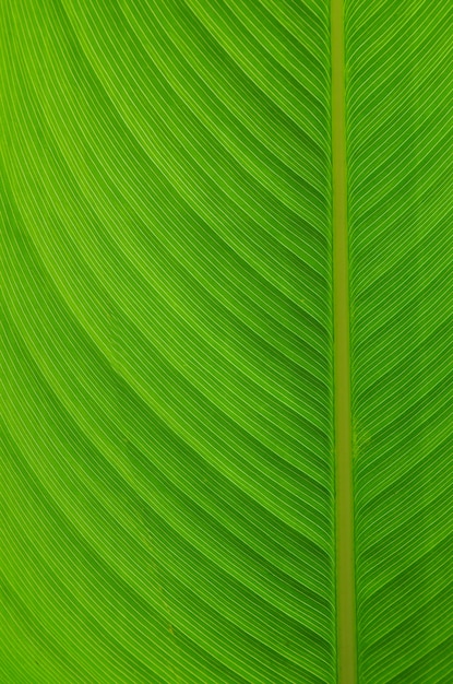 Leaf background