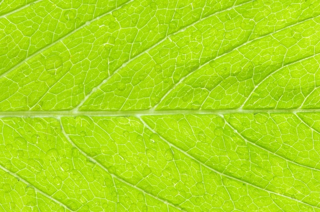 Leaf background