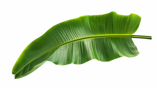 A Leaf of a Banana Tree