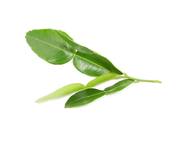 Leaf of bergamot isolated on white background