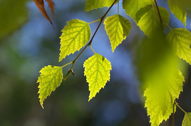 Leaf of birch. Nature composition.