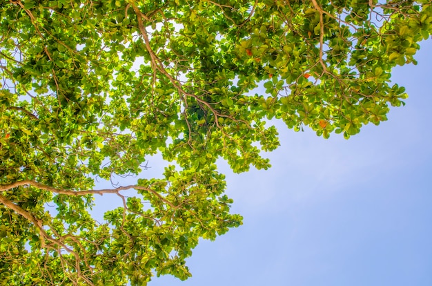 Leaf and blue sky