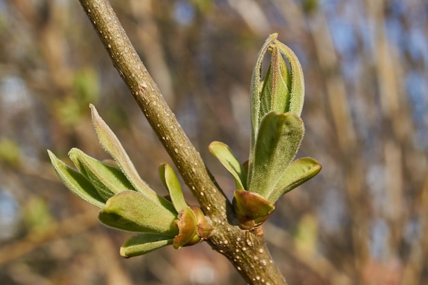 The leaf buds of lilacs blossom and young leaves appear Spring