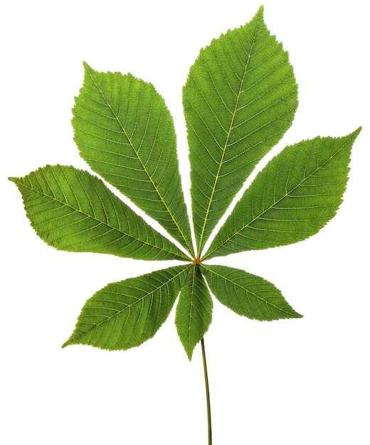 Leaf chestnut on white