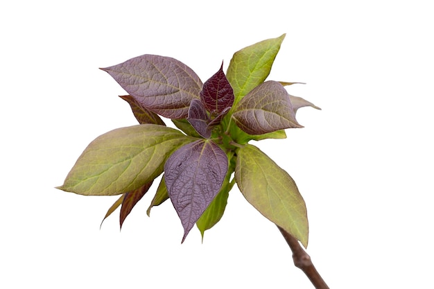 Leaf of Cinnamomum camphora tree Greenpurple leaves isolated