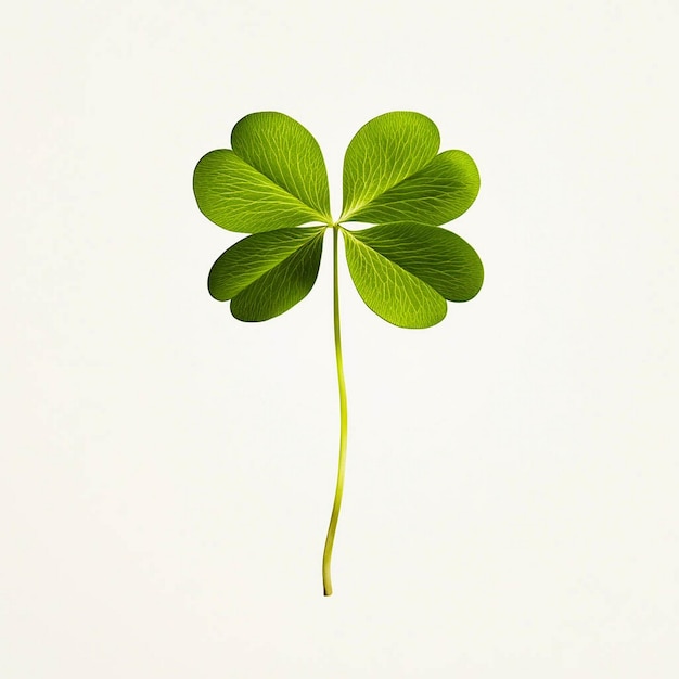 Photo a leaf clover is shown against a white background