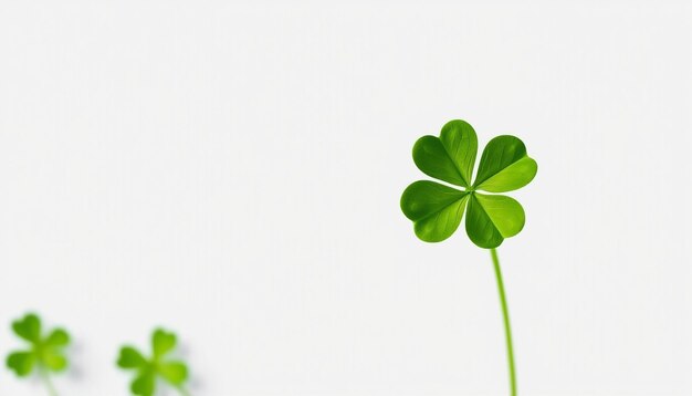 Photo a leaf clover is shown against a white background