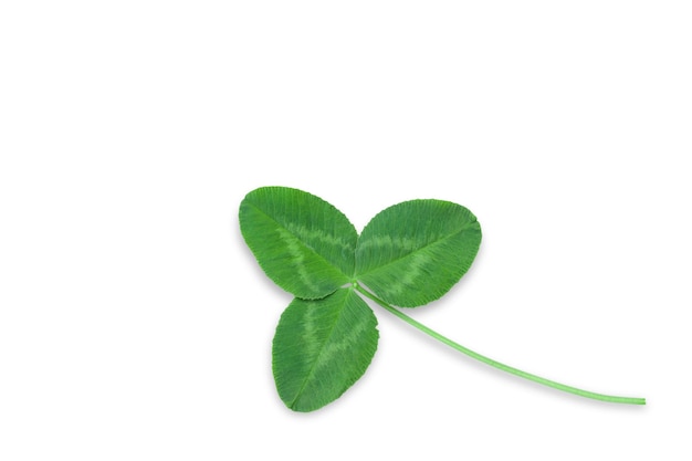 leaf clover on a white background