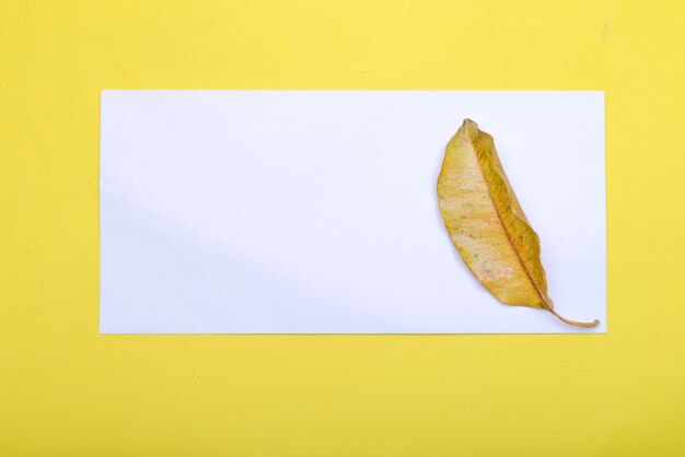 Leaf and empty white paper with a colored background. Empty white paper for copy space