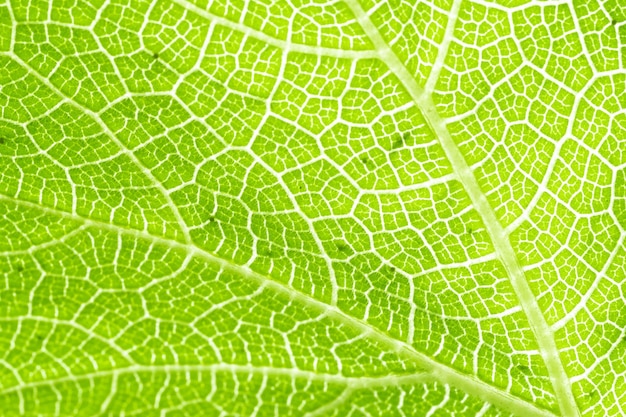 Leaf fibers nature view of green leaf on blurred greenery background in garden with copy space using as background natural green plants landscape ecology fresh wallpaper