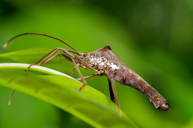 Leaf Footed Bugs animal macro photo in the wild