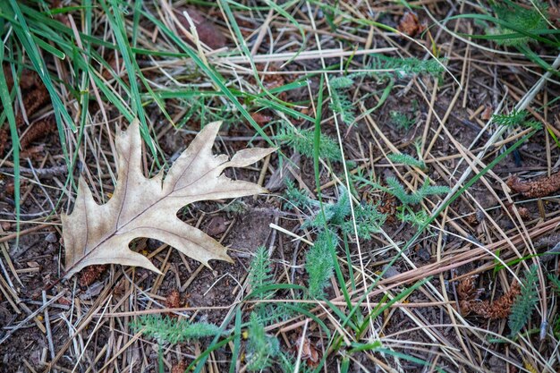 Leaf on forest floor outside grass outdoors fall wildlife leaves