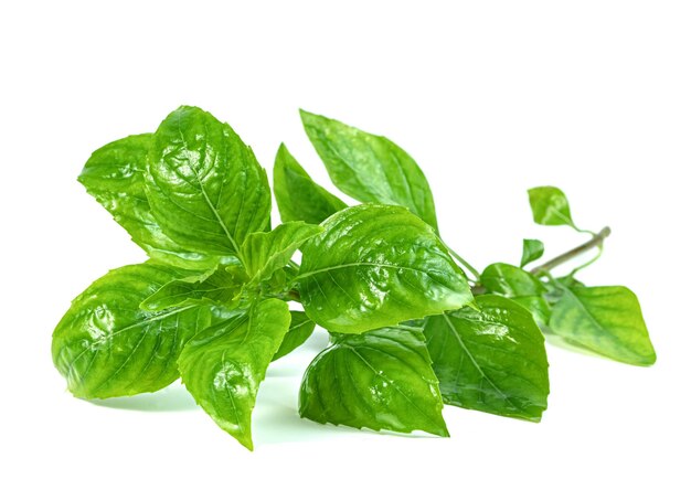 leaf fresh basil isolated on white background Green leaves pattern