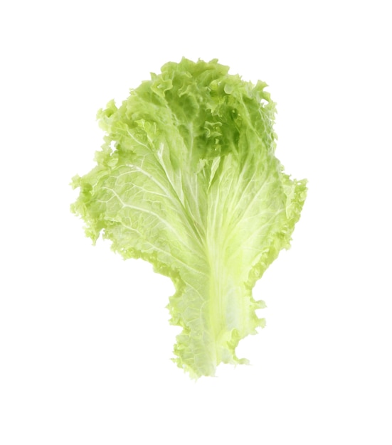 Leaf of fresh lettuce on white background Salad greens