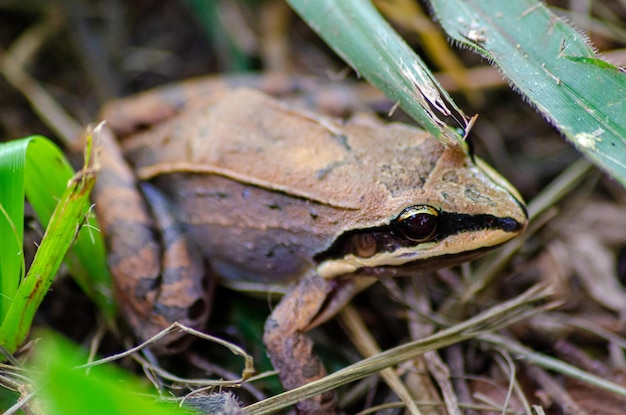 Leaf frog beautiful leaf frog in its natural habitat natural light selective focus