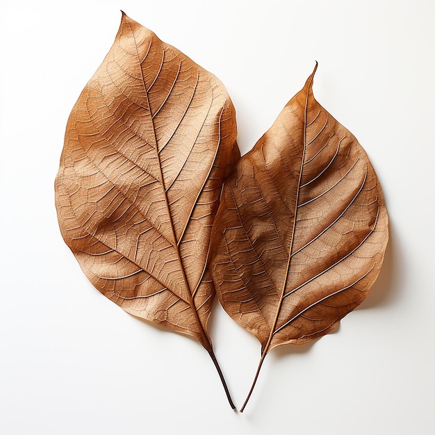 a leaf from the autumn leaf is shown on a white background