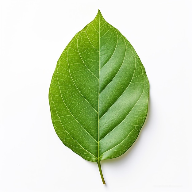 leaf full body white background