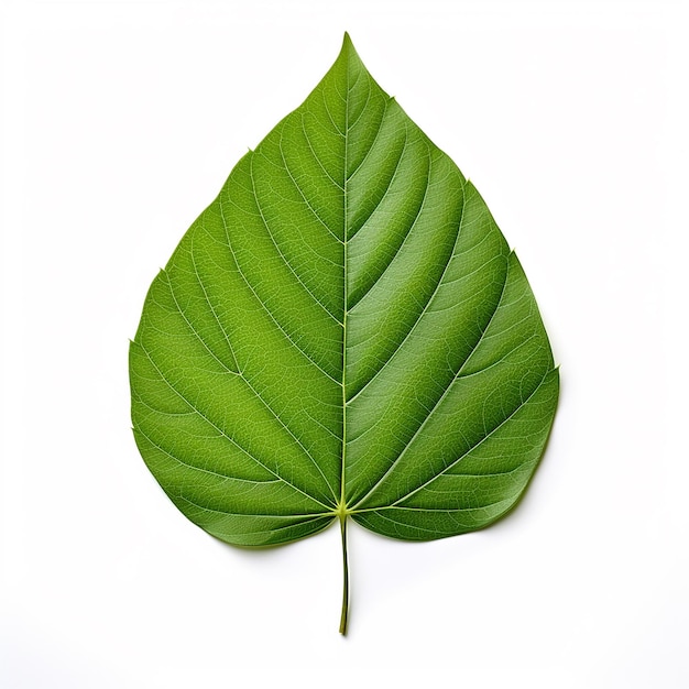 leaf full body white background