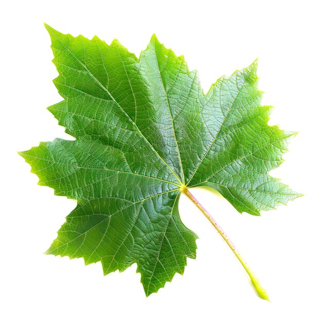 leaf of grape isolated on white background