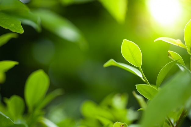 leaf green and in beauty light