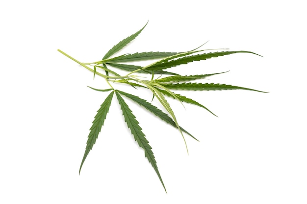 Leaf of green fresh of marijuana tree Studio shot isolated on white