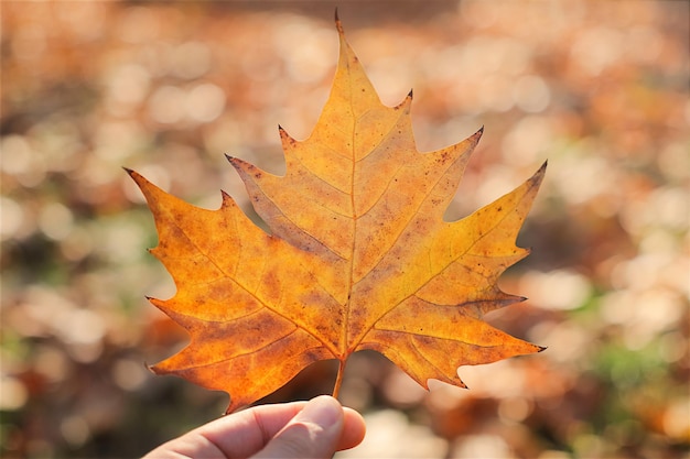 Leaf.hand holding a Maple leaf.