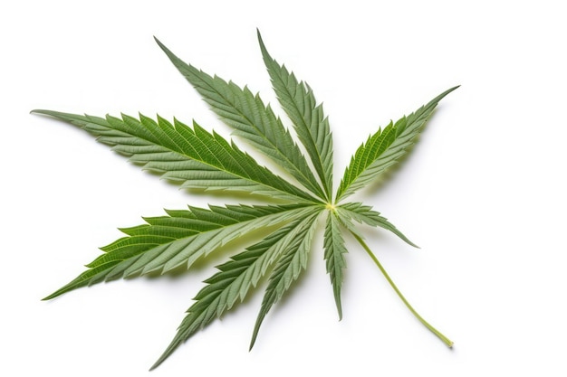 A leaf of hemp on a white background