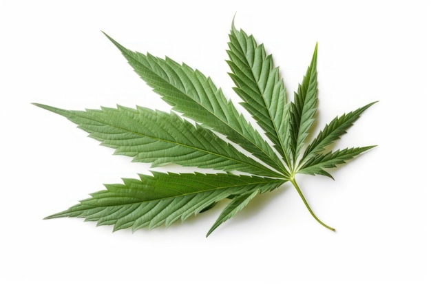 A leaf of hemp on a white background