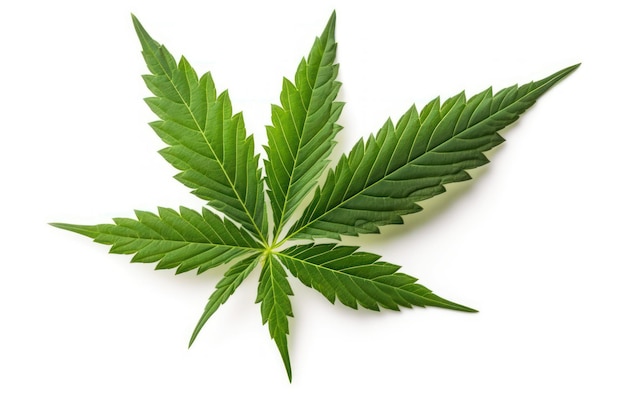 A leaf of hemp on a white background